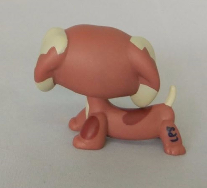 สุนัข Dachshund สีน้ำตาลทูโทน #1631