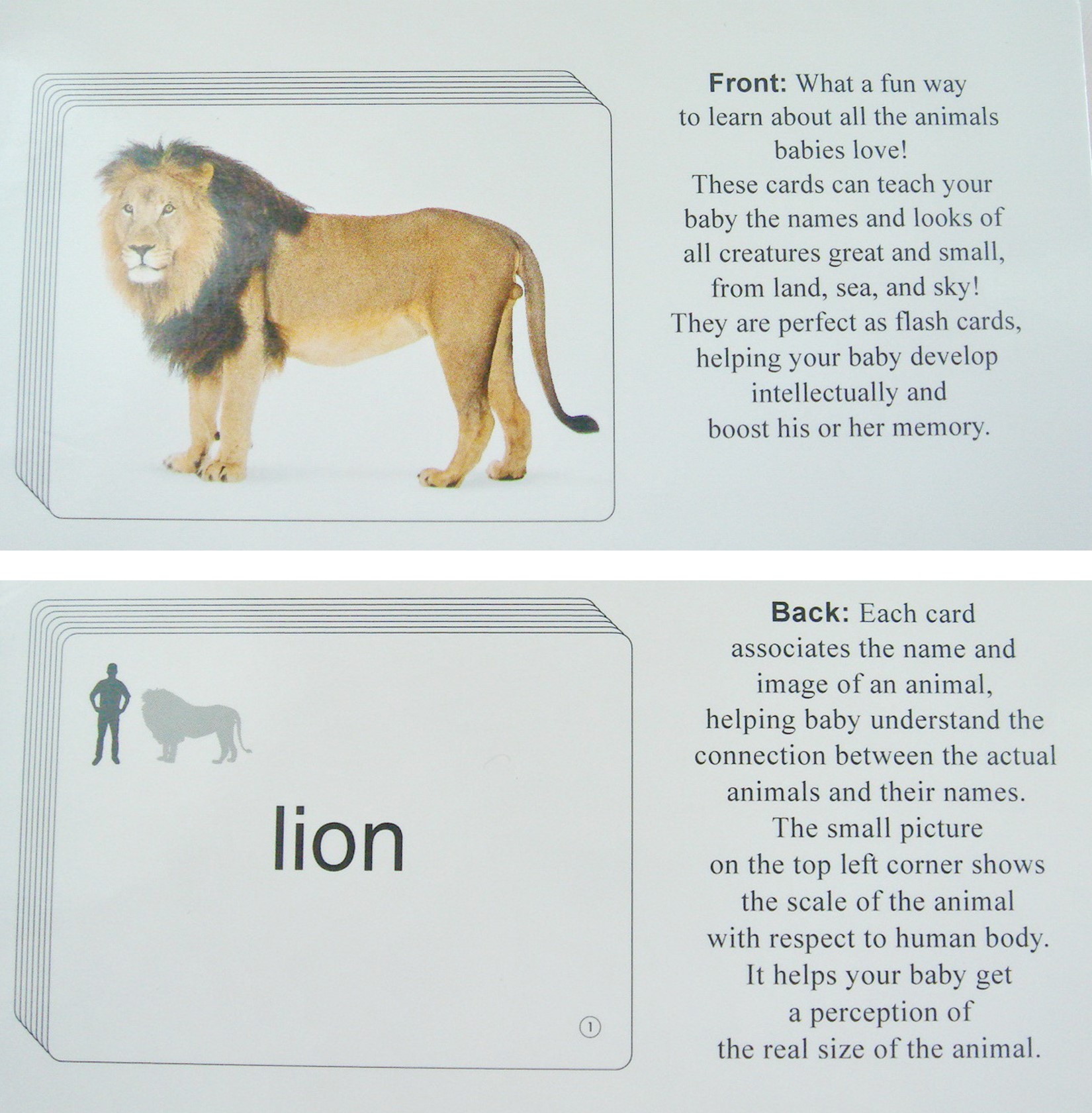 สมุดการ์ดคำศัพท์พร้อมส่ง Baby animal cards