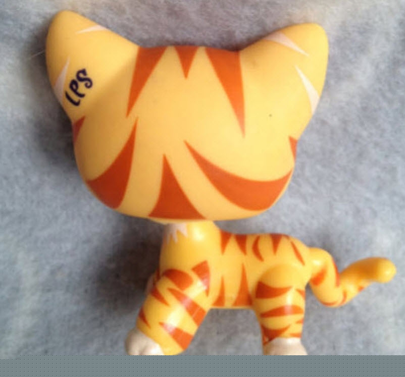 แมวเปอเซียลายเสือสีส้ม ตาสีเขียว