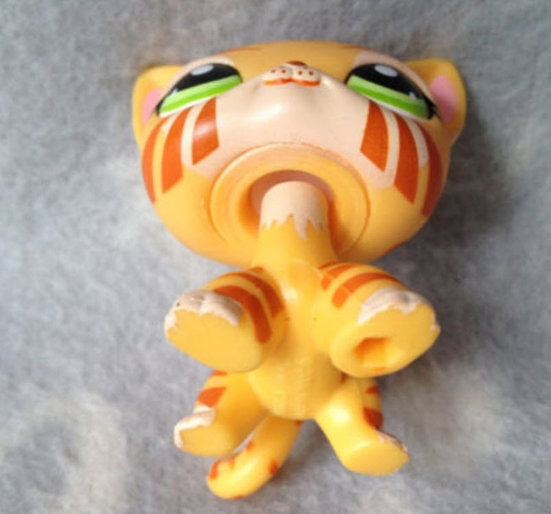 แมวเปอเซียลายเสือสีส้ม ตาสีเขียว