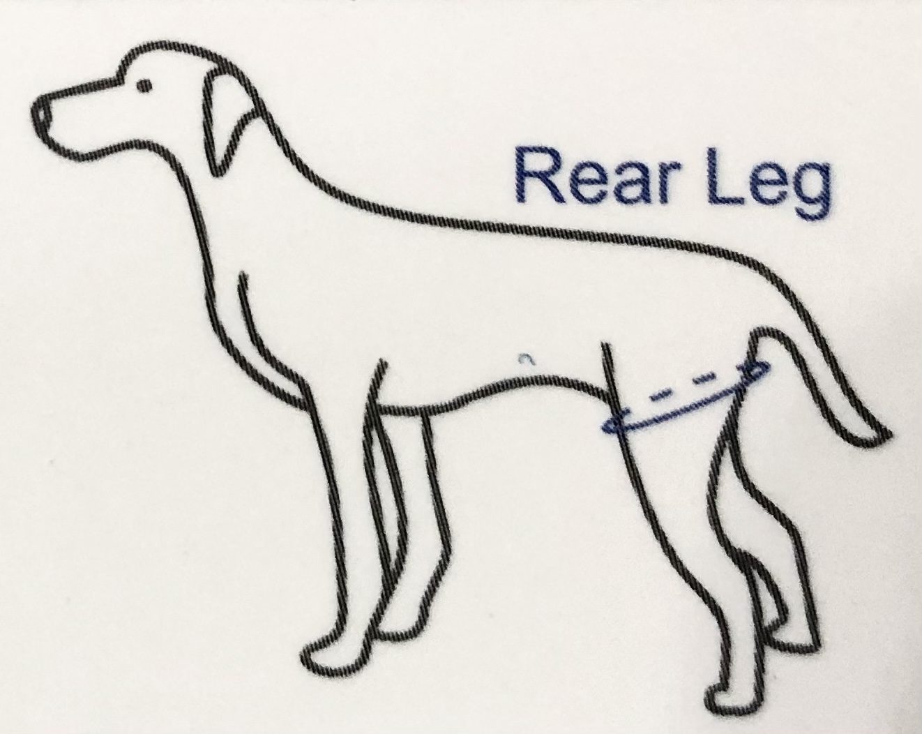 Doglemi(China) ที่ช่วยพยุงสุนัขด้านหลัง