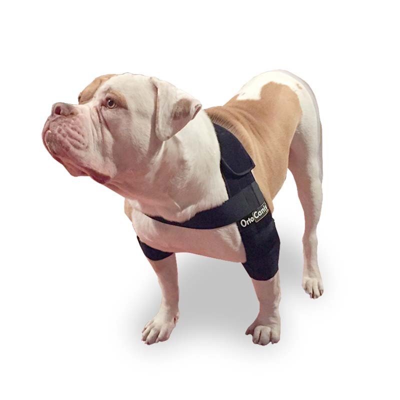 สายรัดข้อศอกสุนัข (Elbow Pads)