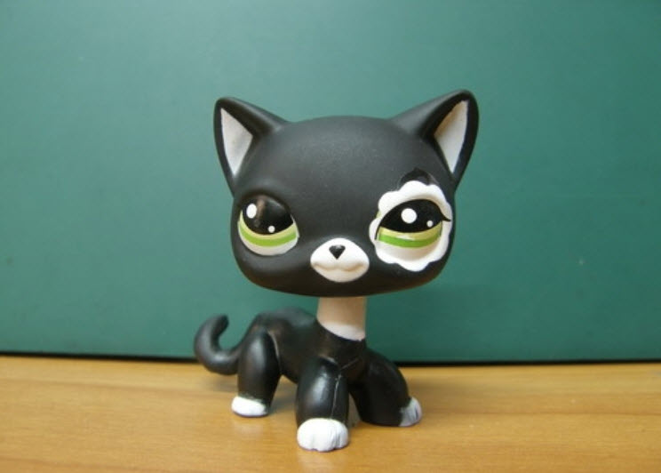 แมวเปอเซีย สีดำขอบตาขาว #2249 (หายาก)