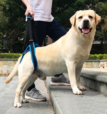 Doglemi(China) ที่ช่วยพยุงสุนัขด้านหลัง