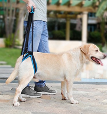 Doglemi(China) ที่ช่วยพยุงสุนัขด้านหลัง