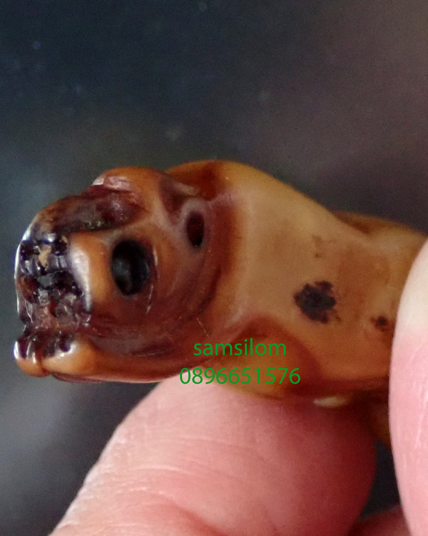 เขี้ยวเสือ จาร เก่า ยาว2นิ้ว แท้ดูง่าย ไม่รู้ที่