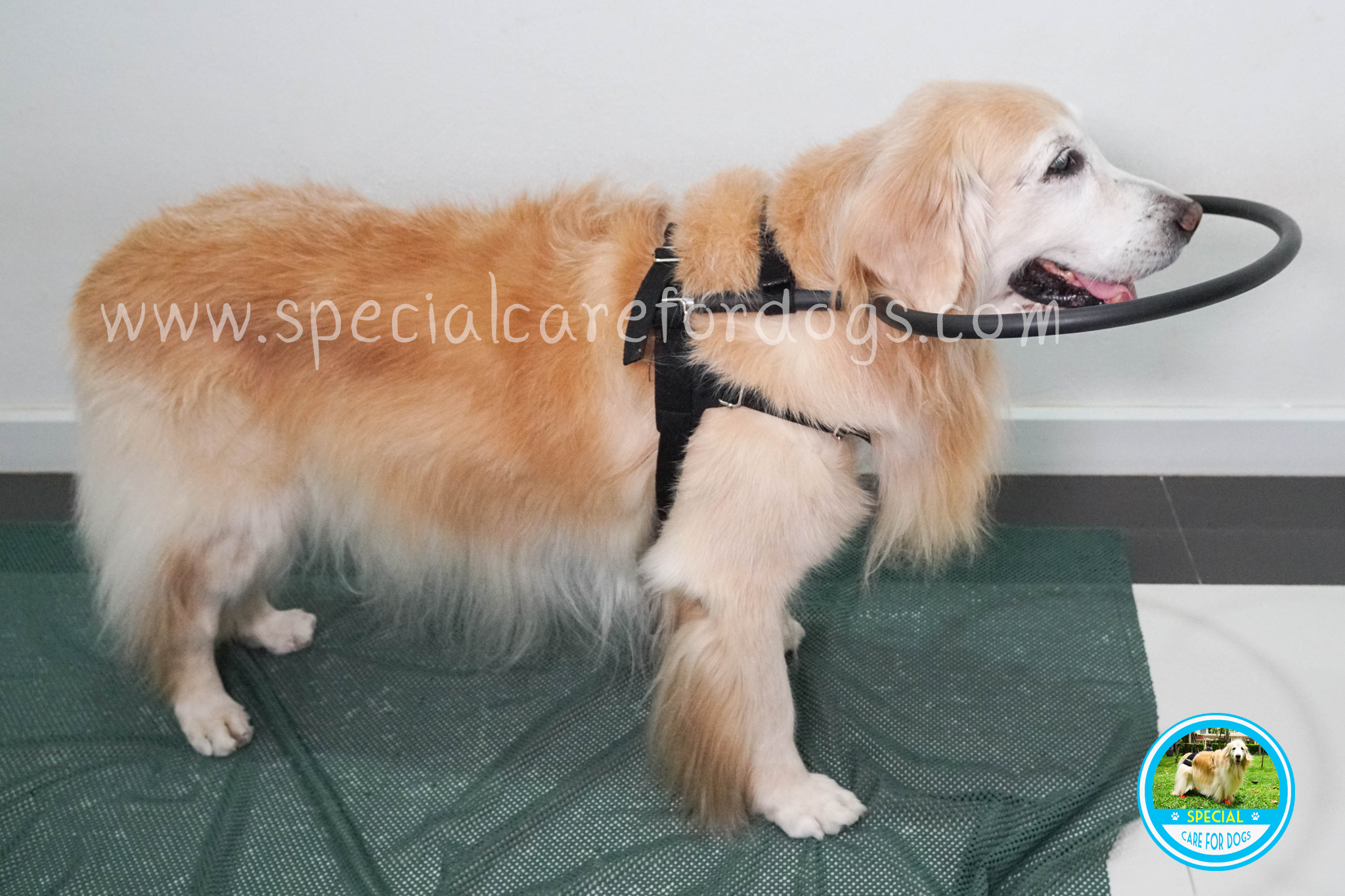 [มีเฉพาะไซส์เล็ก] ห่วงกันชนสำหรับสุนัขตาบอด รุ่นสีดำ (Blind Dog Halo)