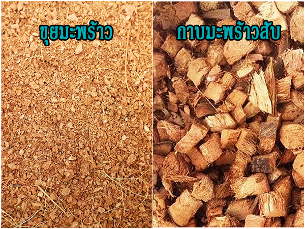 ขุยมะพร้าว และกาบมะพร้าวสับ