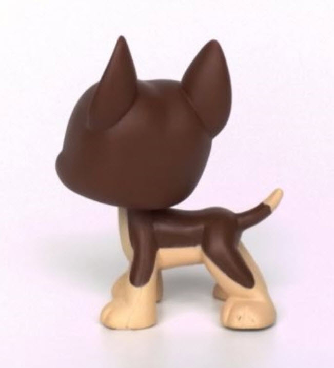 สุนัขเกรดเดน สีน้ำตาล ตาสีฟ้า ดาวขาว #817