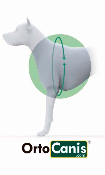 สายรัดสะโพกสุนัข (Hip Brace)