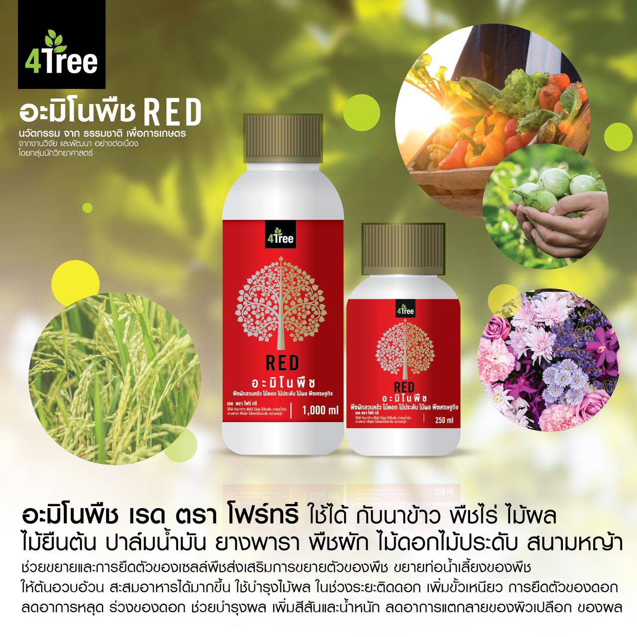 อะมิโนRed เรด อะมิโนRed เรด