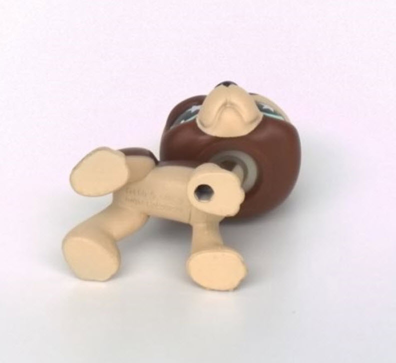 สุนัขเกรดเดน สีน้ำตาล ตาสีฟ้า ดาวขาว #817