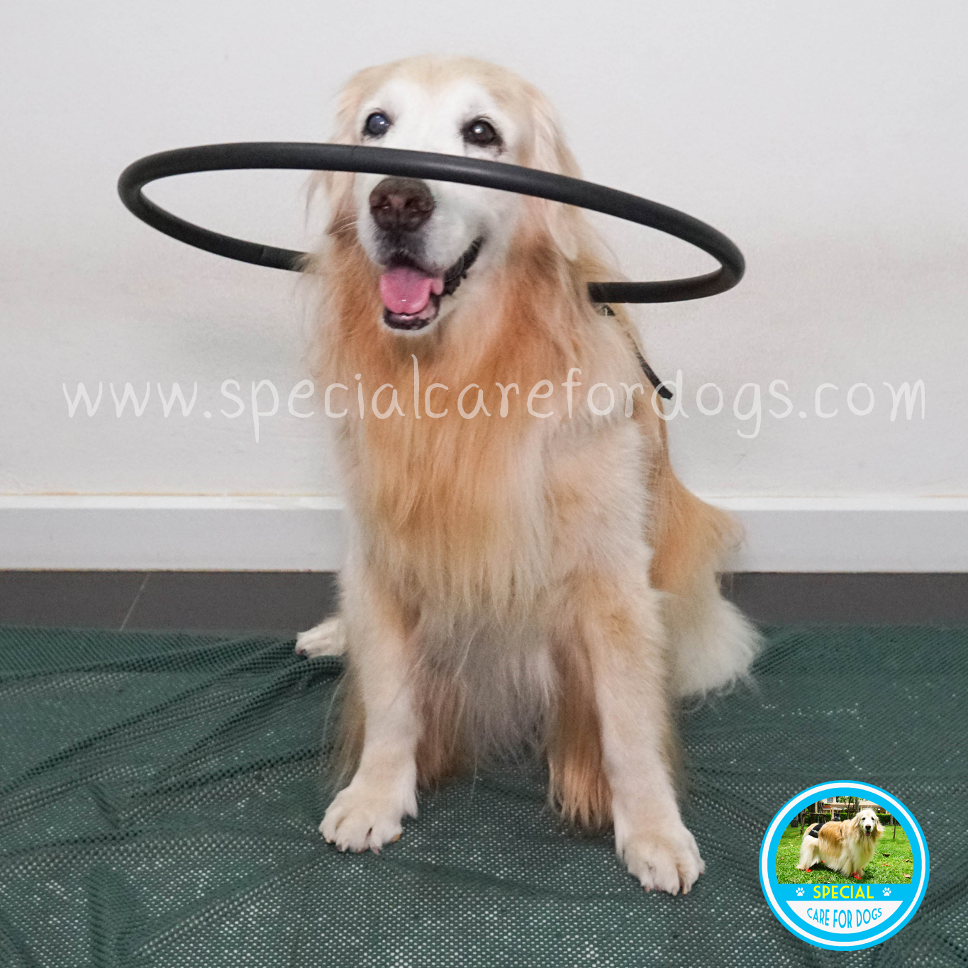 [มีเฉพาะไซส์เล็ก] ห่วงกันชนสำหรับสุนัขตาบอด รุ่นสีดำ (Blind Dog Halo)