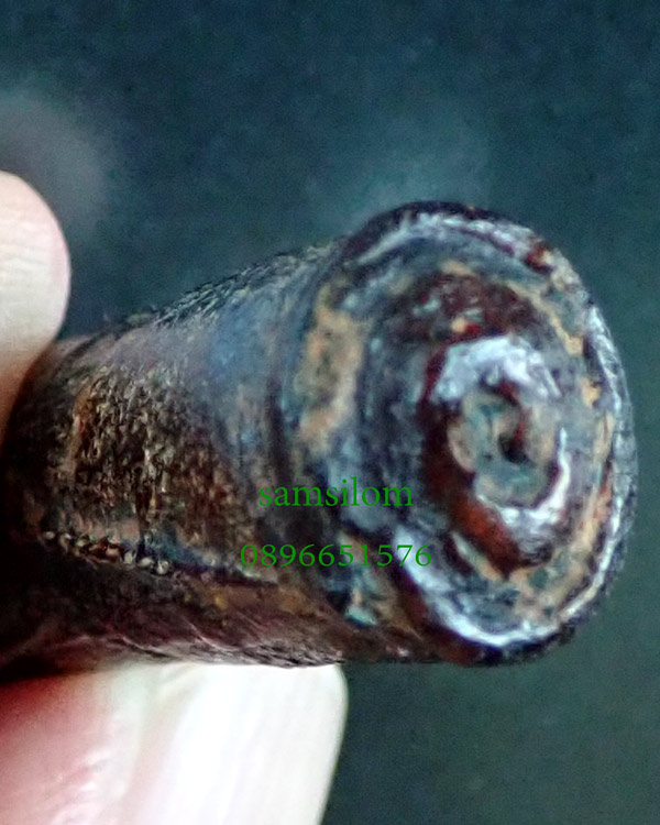 หลวงปู่นาค วัดอรุณ ตะกรุดหนังหน้าผากเสือ ชุบรักน้ำเกลี้ยง ยาว1.6นิ้ว สวย สมบูรณ์ ตัวจริง