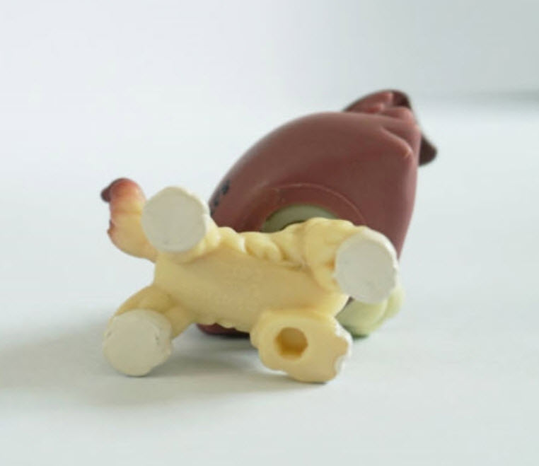 สุนัขคอลลี สีครีมพลัม #1262 ตา 2 สี (หายาก)