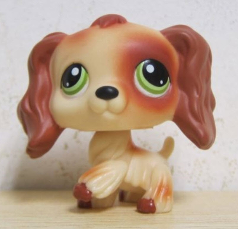 สุนัข Cocker Spaniel สีน้ำตาล ตาสีเขียว