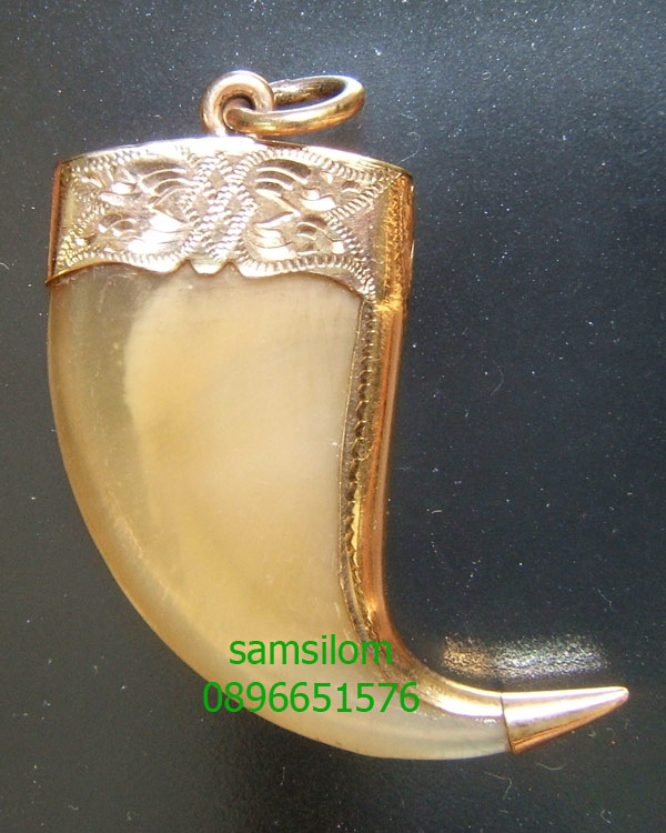 เล็บเสือใหญ่ หุ้มทอง14K เก่า Tiger nail with 14K gold frame