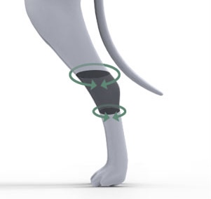 Doglemi(China) สายรัดข้อเท้าสุนัข แบบสั้น (Short Hock Brace)