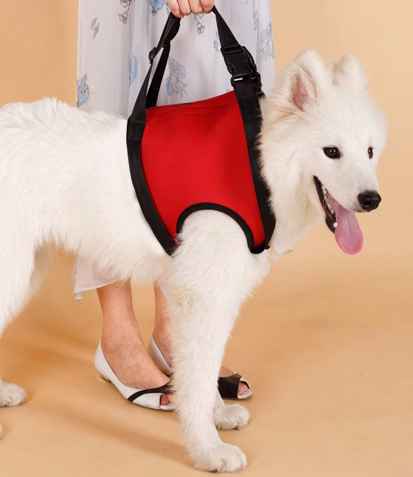 TailUp(China) ที่ช่วยพยุงสุนัขด้านหน้า