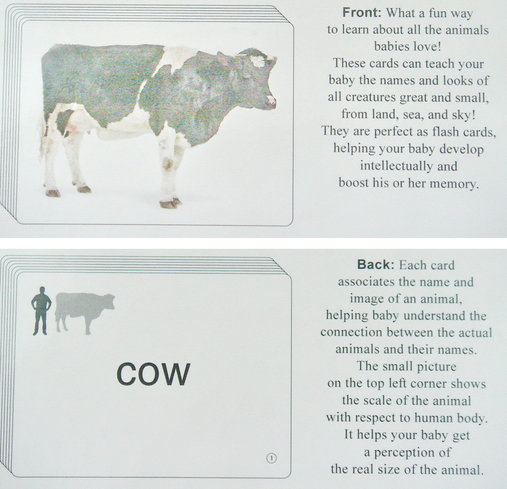 สมุดการ์ดคำศัพท์พร้อมส่ง Baby animal cards