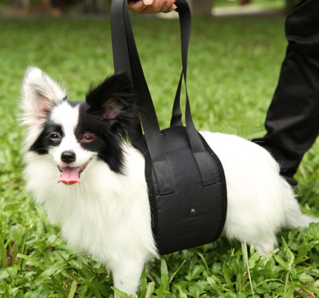 TailUp(China) ที่ช่วยพยุงสุนัขกลางตัว