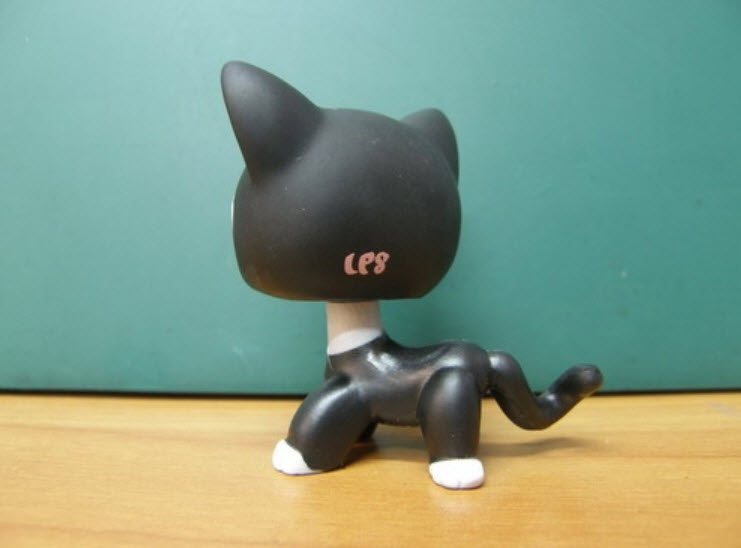 แมวเปอเซีย สีดำขอบตาขาว #2249 (หายาก)