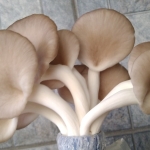 ดอกเห็ดนางฟ้าภูฐาน