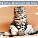 14 ขั้นตอน ฝึกน้องแมวจรจัดให้เชื่อง