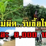 โอ้แม่เจ้า ใบมันสำปะหลัง ราคาดี มีค่าอย่าทิ้ง ตันล่ะ 6,000 บาท