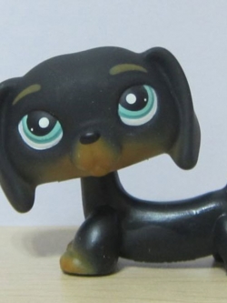 สุนัขดัชชุนด์สีดำ ตาสีฟ้า #325