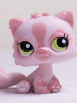 แมวเปอเซีย สีชมพู #1083