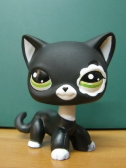 แมวเปอเซีย สีดำขอบตาขาว #2249 (หายาก)