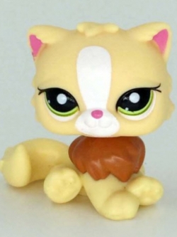 แมวเปอเซีย สีเหลือง #463