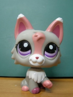 แมว Wolf Persian สีเทา-ชมพู #1921 (หายาก)