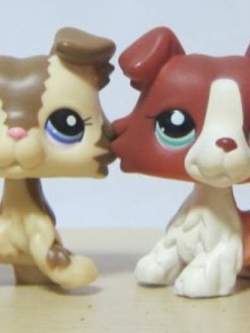 สุนัขคอลลี แพ็คคู่ #2542, #2210