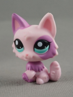 แมว Wolf Persian #2100 (น่ารักมาก)